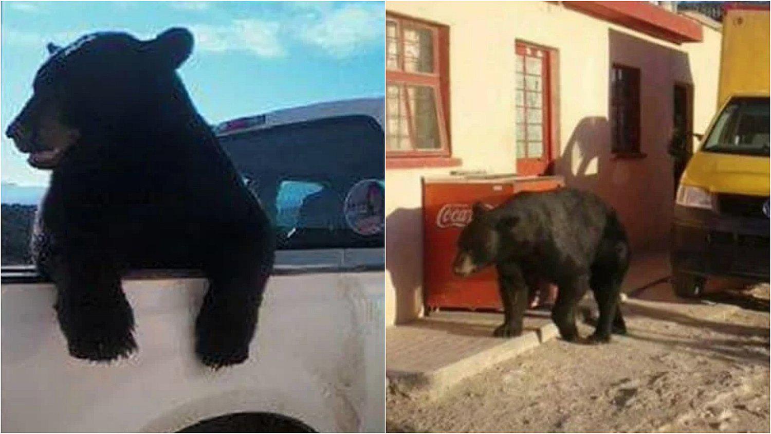 Oso se hace amigo de todo un pueblo para que le den comida y cariño (FOTOS)