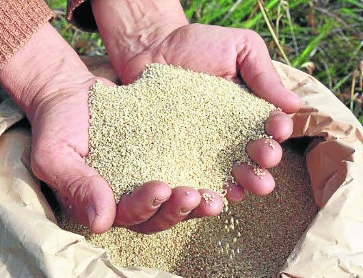 Nutritiva quinua llega a la mesa de escolares asháninkas