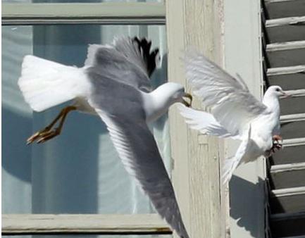 Video: Paloma del Papa fue atacada por una gaviota 