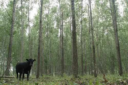 Especies de árboles en extinción