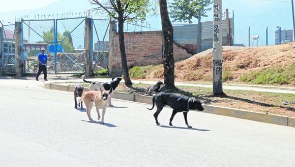 Decenas de perros invaden barrios en Huancayo y causan terror a vecinos.