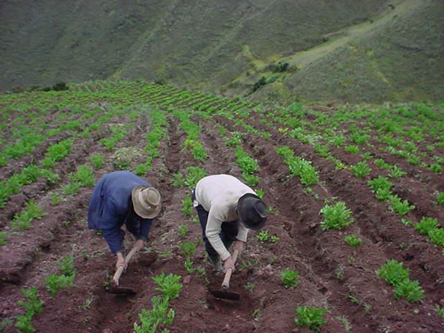 Las propuestas de los candidatos y la agricultura 