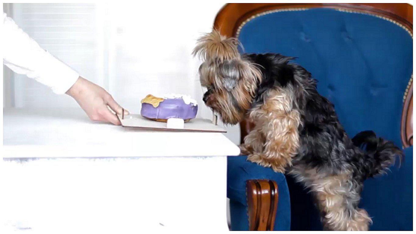 ​Conozca la dulce estrategia de una mujer para ayudar a los animalitos de albergues (VIDEO)