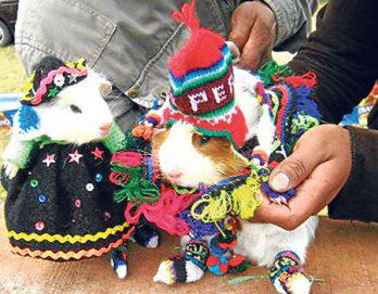 Cuyes disfrazados para festival en Huaripampa