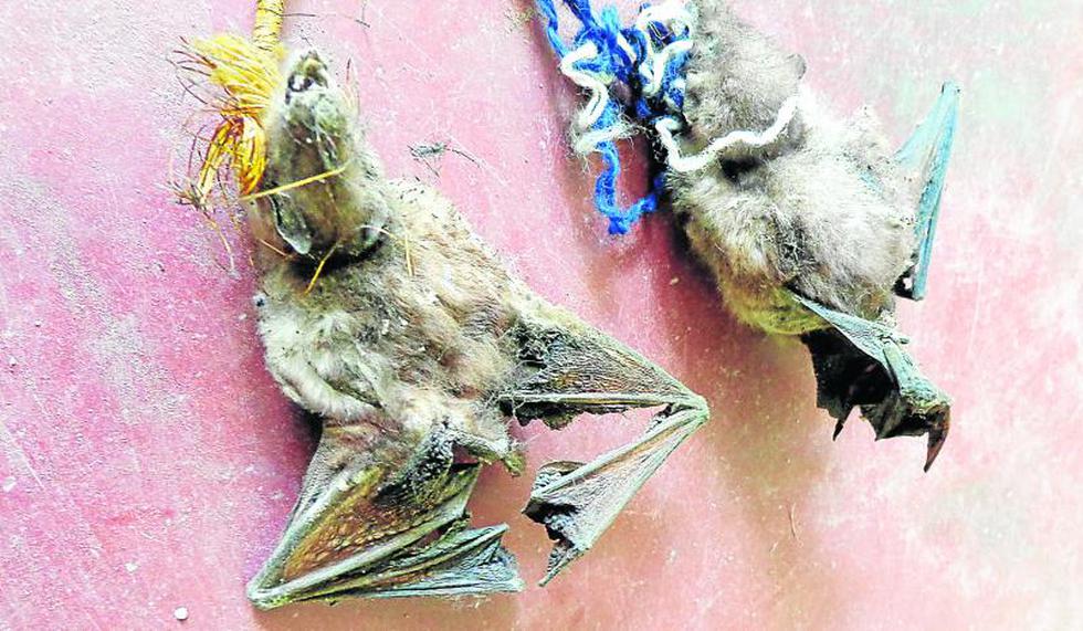 Murciélagos invadieron en total tres colegios 