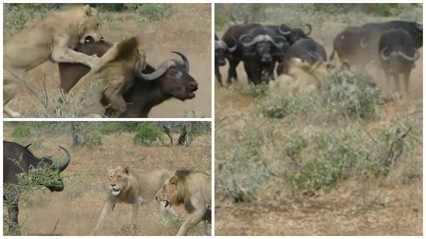 Facebook: leones atacaron a búfalo solitario pero no imaginaron esto (VIDEO)