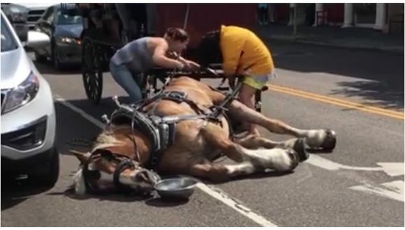 Facebook: caballo cae de cansancio al llevar un carruaje lleno de turistas [VIDEO]