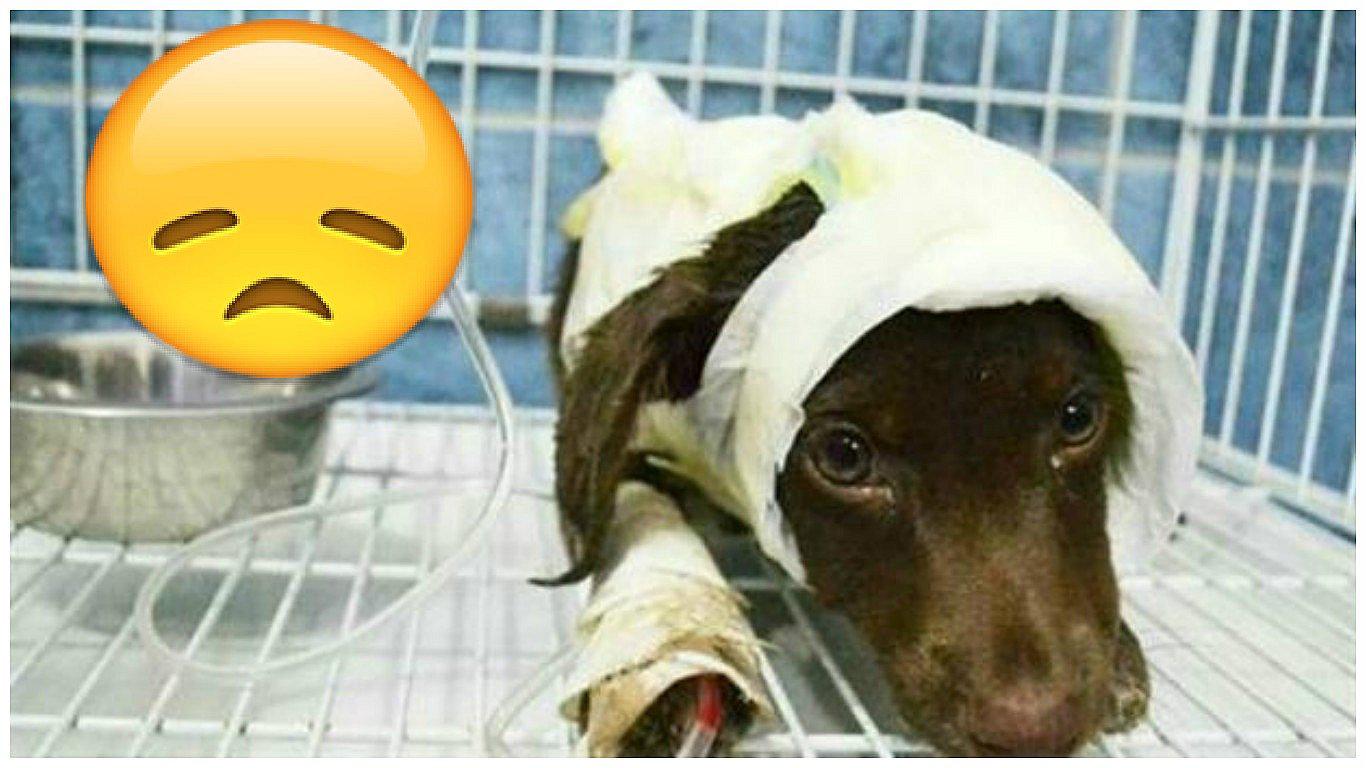 El triste final de 'Chocolate', el perrito encontrado despellejado en la calle (VIDEO)