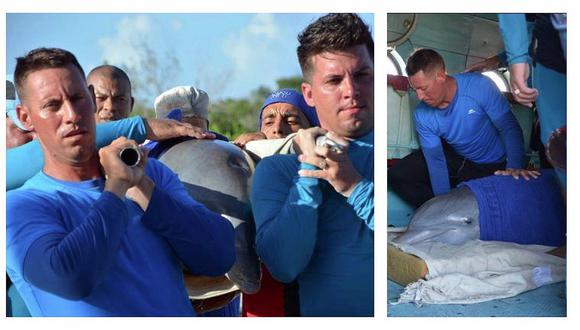 Huracán Irma: así fue la emotiva evacuación de seis delfines antes de su llegada a Cuba (FOTOS)