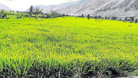 Tambo tendrá mayor producción de arroz en la campaña 2019