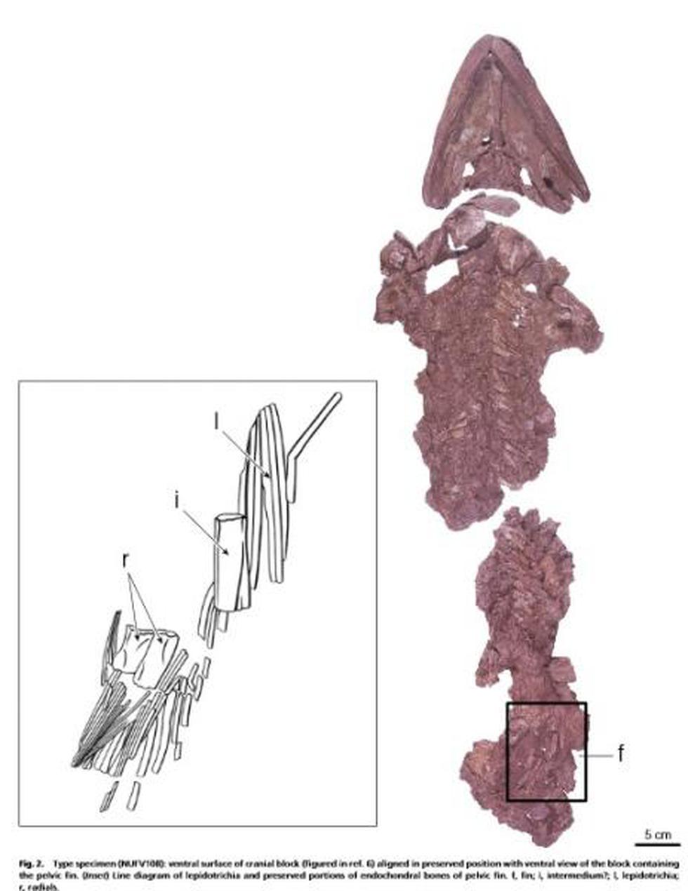 Descubren el "eslabón" entre animales con aletas y con patas