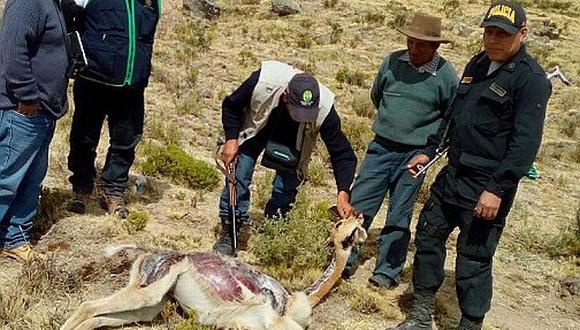 Cazadores furtivos vuelven a la carga y matan unas 20 vicuñas en Lucanas