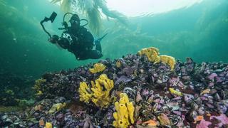 National Geographic presenta conversatorio sobre la biodiversidad marina 