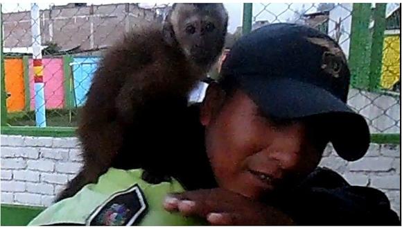 ​Serenos rescatan a mono que corría asustado en distrito de Chilca 