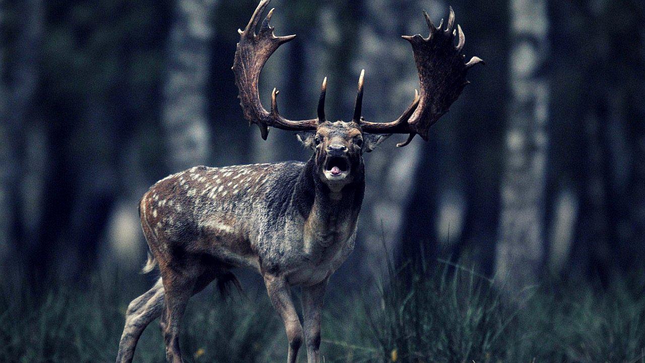 Caquexia crónica: Enfermedad convierte a ciervos en 'zombie' y podría transmitirse a humanos 