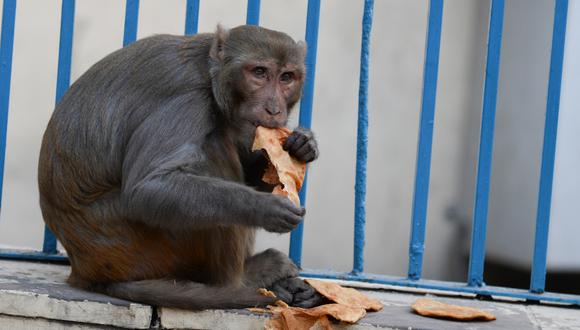 Monos en "perfecto distanciamiento social" se viraliza en redes sociales. (Foto: AFP)