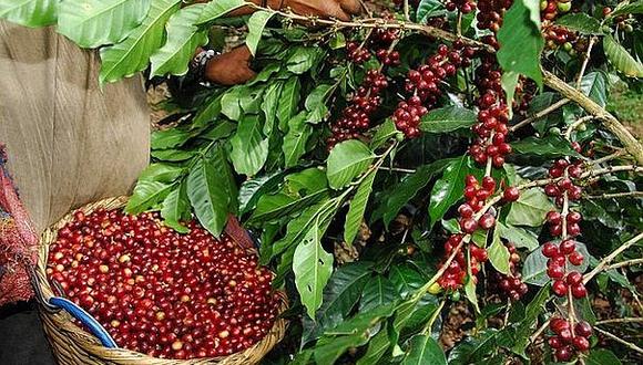 La producción de café creció 17.5% a nivel nacional