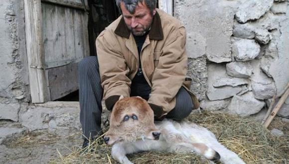 Marruecos: Vaca parió ternera de dos cabezas