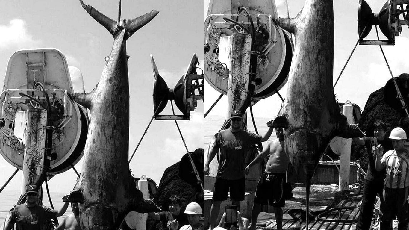 Pez espada de más de 5 metros de largo es capturado en Islay, Arequipa