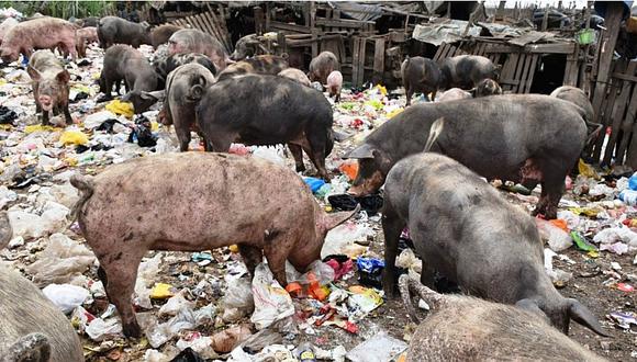 Multan a criaderos de chanchos que eran alimentados con basura (FOTO)