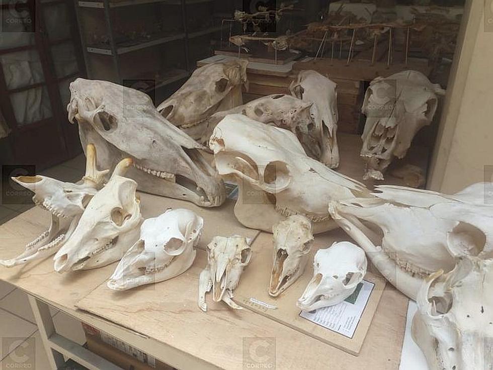 Mil 300 especímenes en el Museo de Historia Natural (FOTOS)