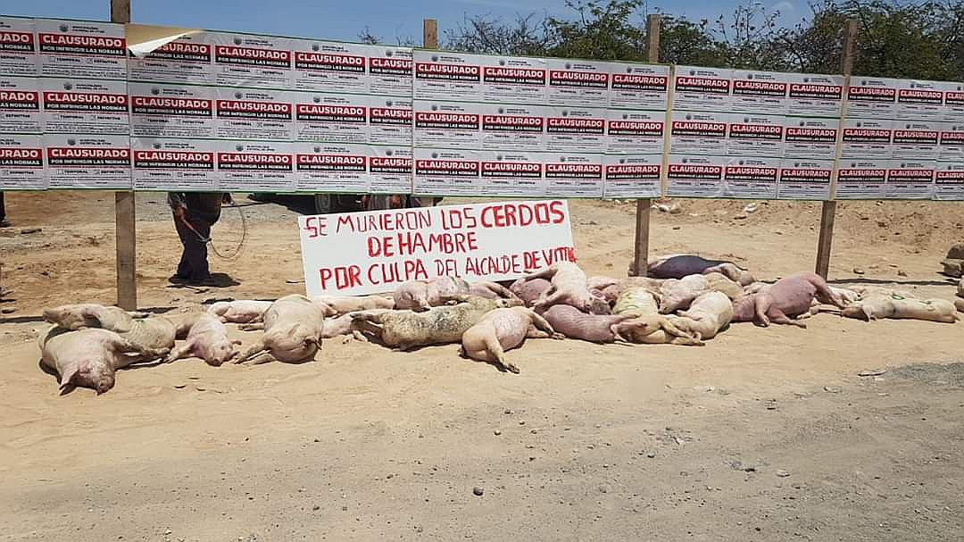 Abandonan cerdos muertos afuera de criadero clausurado en Vitor