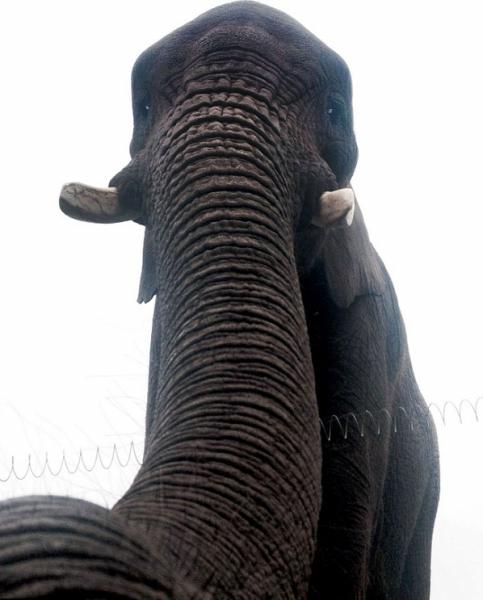 Inglaterra: Elefante se saca selfie accidentalmente