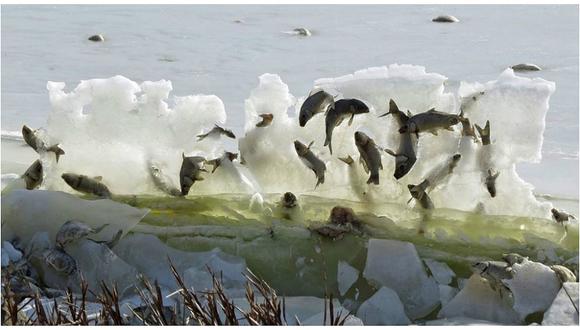 ​Facebook: foto de peces congelados en pleno salto desconcierta a científicos