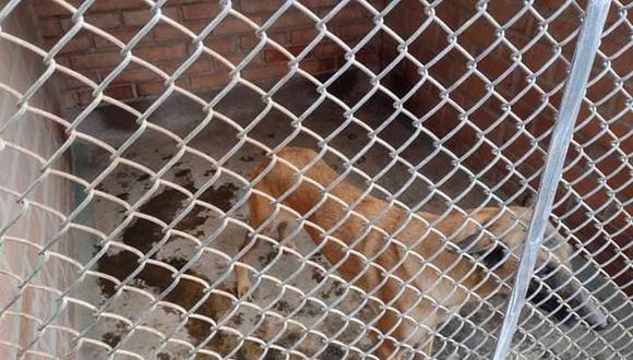 Condena de 2 años de prisión por maltratar a 10 perritos en una vivienda en Yanahuara