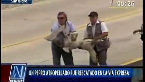Sacrificaron a can rescatado de la vía de el Metropolitano