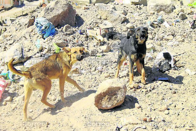 Arequipa: Mil 600 personas son mordidas al año por canes 
