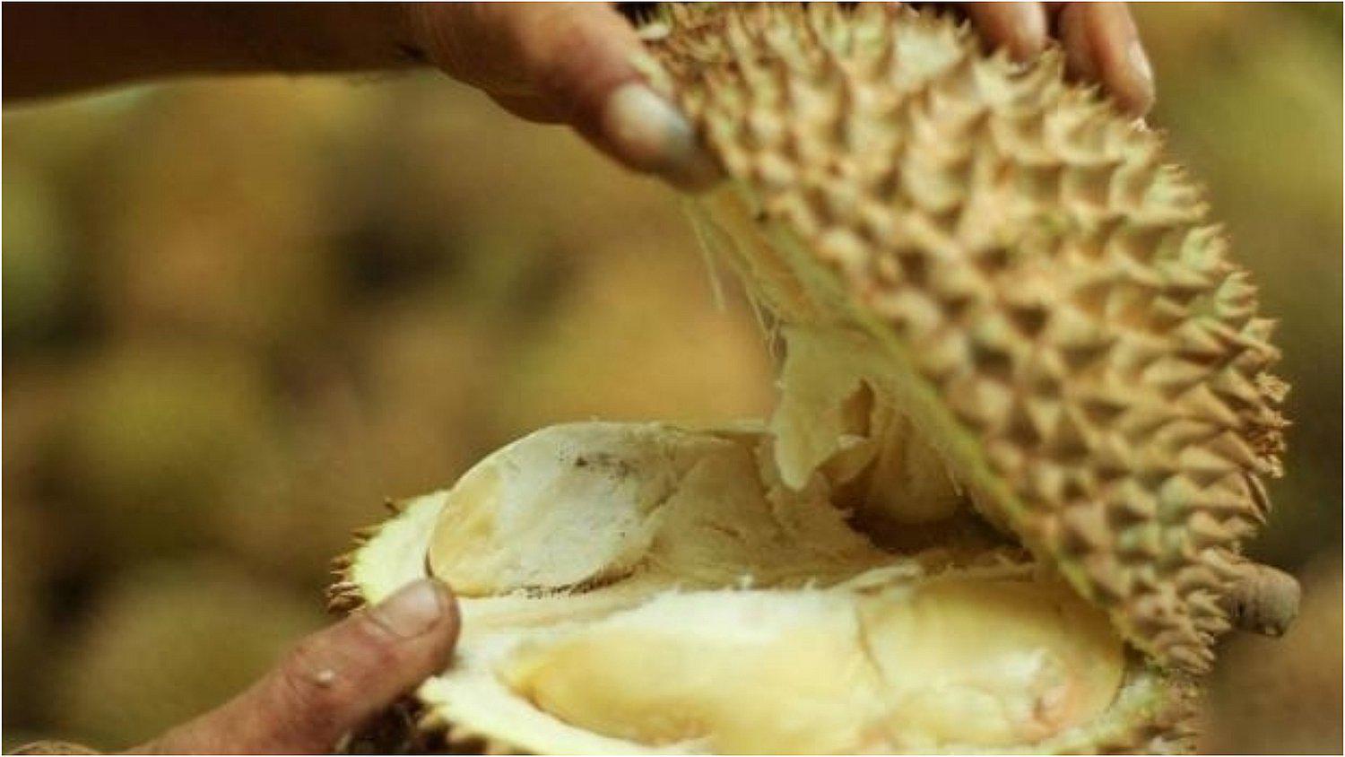 Durián: esto es lo que debes de saber sobre la fruta más apestosa del mundo 