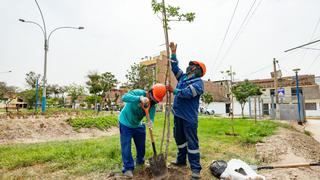 Plantan más de 1,000 árboles en Comas por obras de ampliación del Metropolitano