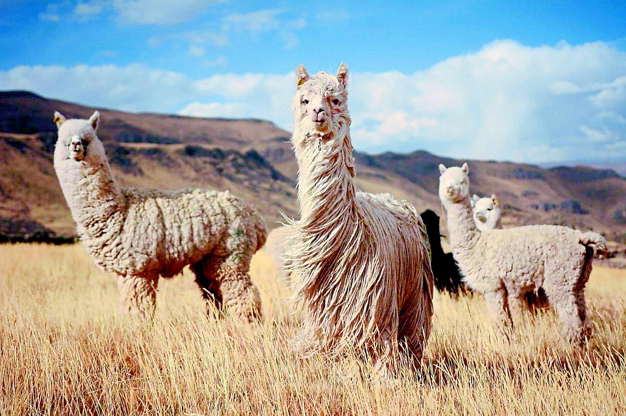 ​Anticuerpo de auquénido es resistente a la infección de COVID-19