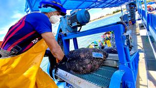 Piura: 2,500 maricultores participan en la revaluación sanitaria de la bahía de Sechura para  exportar a mercados internacionales