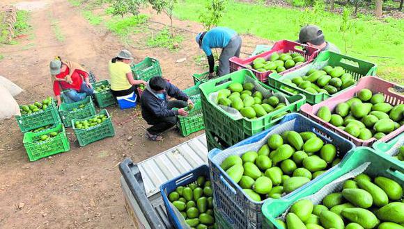 Entre enero y setiembre, nuestra región ha vendido al exterior 6,150 toneladas del preciado fruto por 14 millones 206 mil dólares.