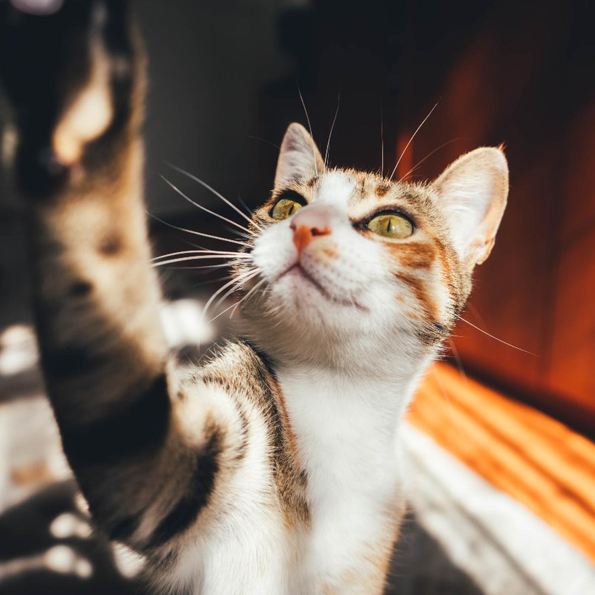 adherirse Explicación tornado Qué hacer para que mi gato no arañe los muebles o el sofá | Trucos caseros  | Remedios | Hacks | Mascotas | nnda nnni | MISCELANEA | CORREO