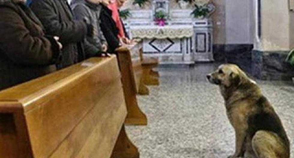Muere Tommy El Perro Que Esperaba A Su Dueña En La Iglesia Miscelanea Correo 1451