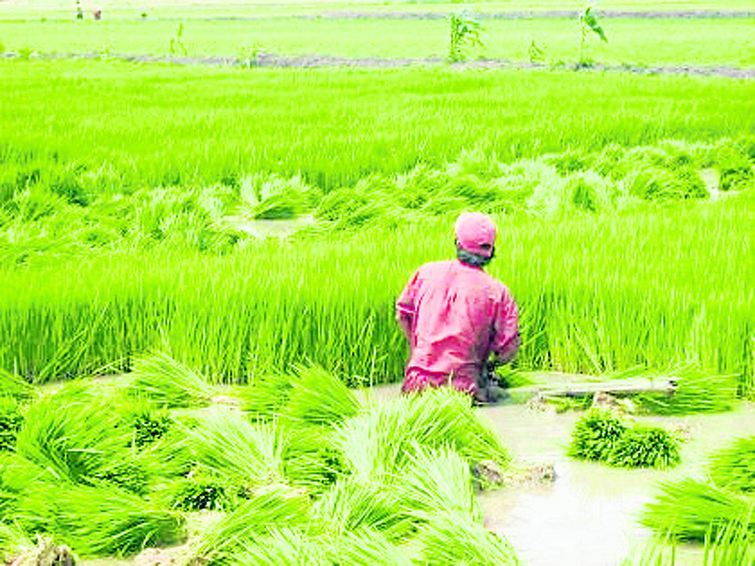 Mañana se inicia el paro nacional de agricultores de arroz en Tumbes 