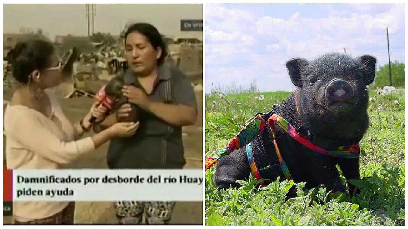 Mujer quiso amamantar a cerdito que perdió a su madre en desborde del río Huaycoloro (VIDEO)