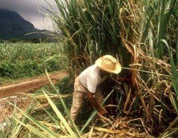 Precio del azúcar se dispara por huelga de trabajadores