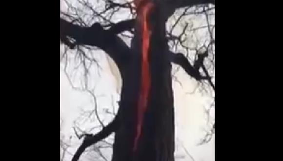 ​YouTube: "árbol endemoniado" quema solo en su interior