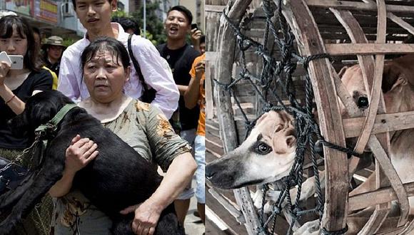 China: activistas salvan a perros en el "Festival de la Carne" [FOTOS]