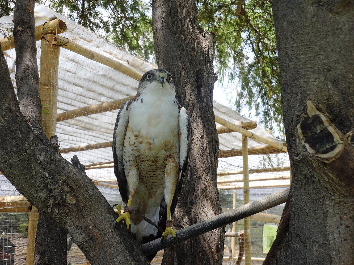 Piura: Liberan a un aguilucho y a una lechuza