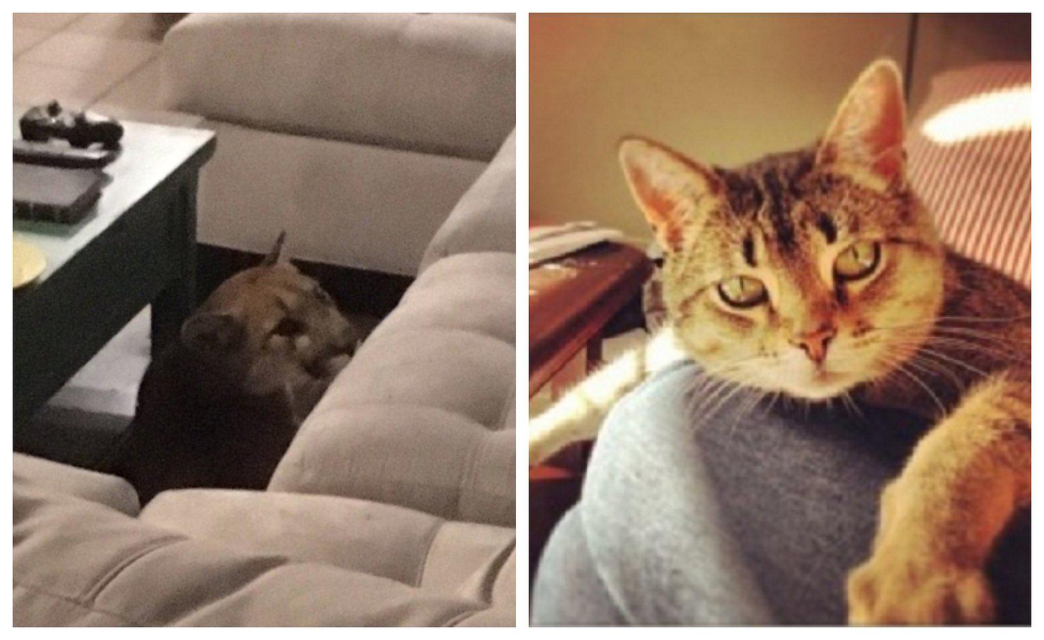 Puma se come a gato aprovechando que dueña no está en casa (FOTO)