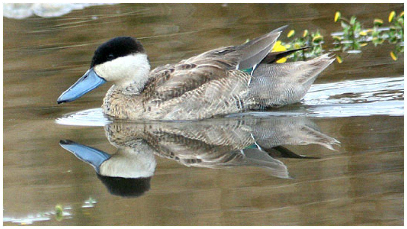 Más de 389 especies figuran en lista de fauna silvestre amenazada en el Perú