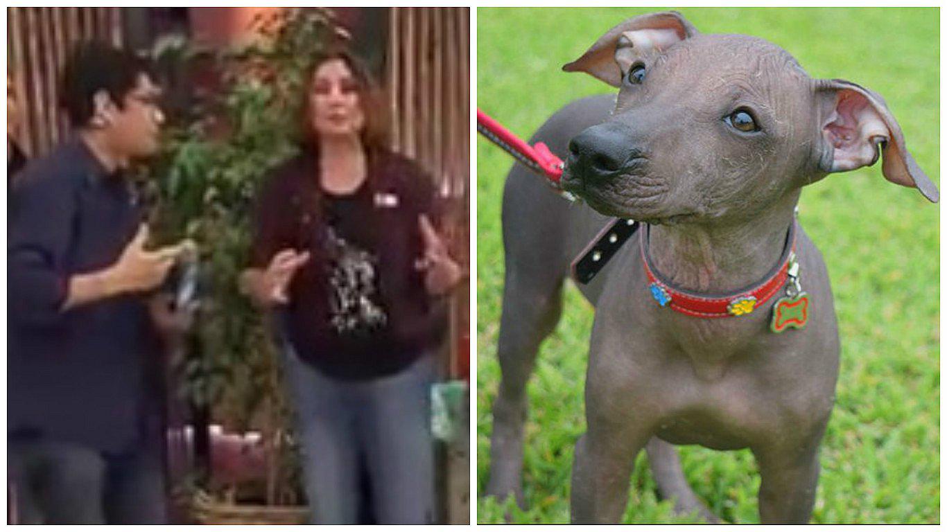 YouTube: Así presentaron a perro sin pelo peruano en TV chilena (VIDEO)
