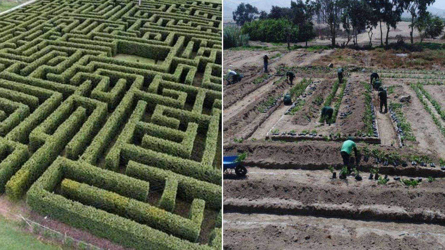 Ancón: Construyen el laberinto de árboles más grande de Sudamérica (FOTOS)
