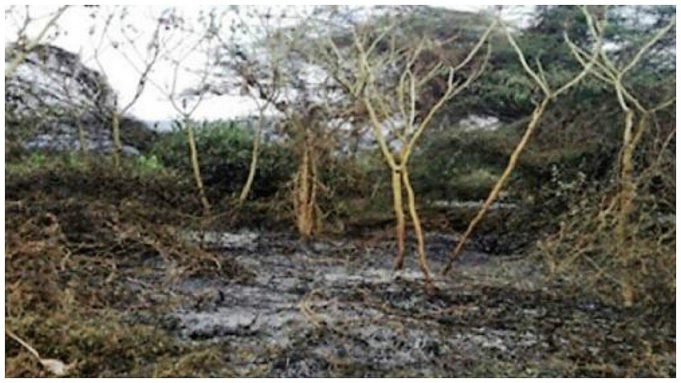 Incendio forestal daña pastizales en el distrito de Zorritos