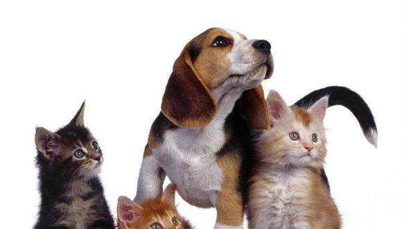 Carlos Bruce presenta proyecto de ley para sancionar a quienes maltraten a las mascotas